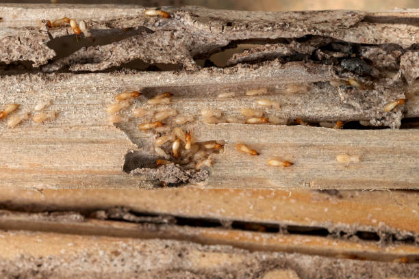 Best Pest Control Near Me  in Crocker, WA